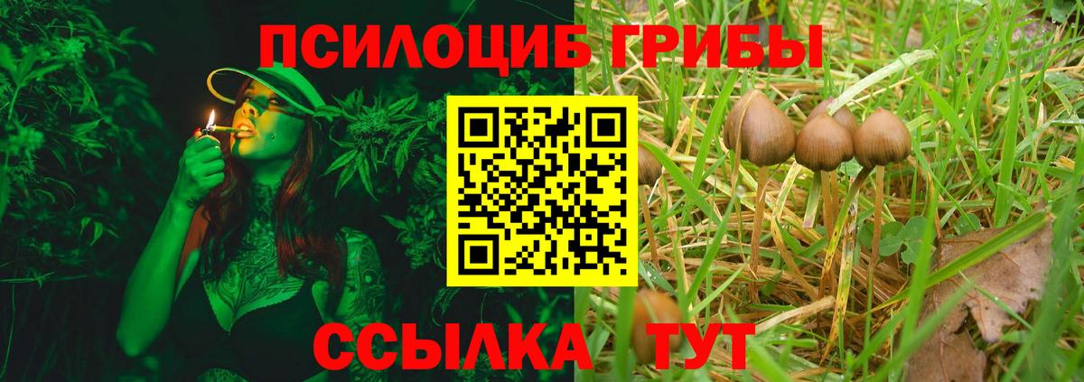 Галлюциногенные грибы Psilocybe Тосно